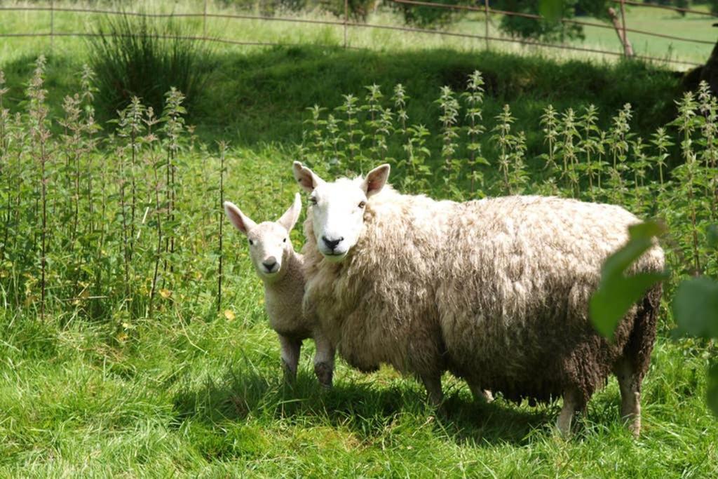 Kestrel Farmhouse Llandovery Dış mekan fotoğraf