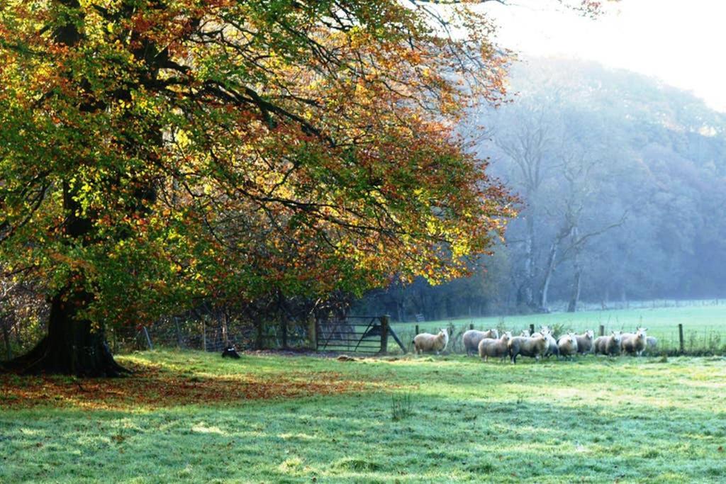 Kestrel Farmhouse Llandovery Dış mekan fotoğraf